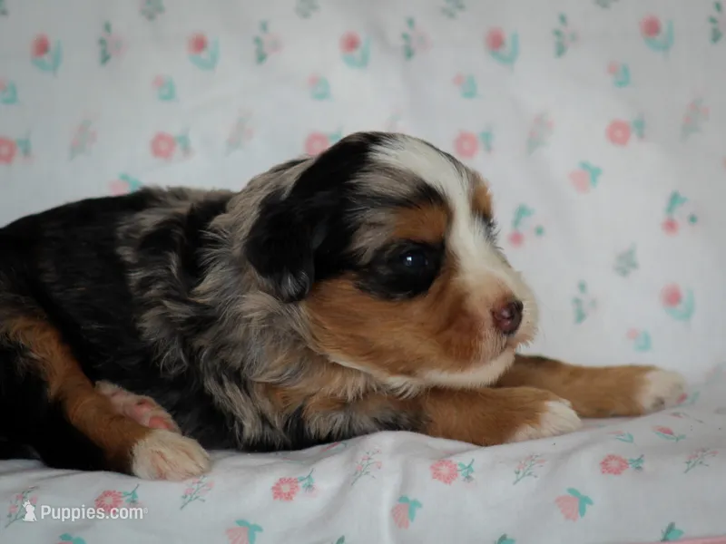 Zinni – Bernedoodle puppy for sale in Dunnville, KY