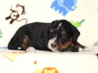 Alson, a male Miniature Bernedoodle for sale in Dunnville, KY – 3 of 4