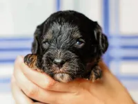 Tex, a male Cavapoo for sale in Dunnville, KY – 3 of 4
