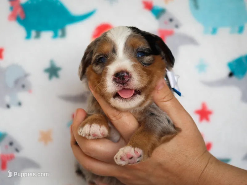 Zyler – Bernedoodle puppy for sale in Dunnville, KY