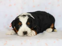 Mitchel, a male Miniature Bernedoodle for sale in Dunnville, KY – Photo 2 of 4
