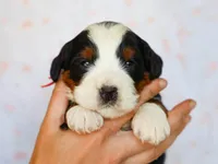 Mitchel, a male Miniature Bernedoodle for sale in Dunnville, KY – Photo 4 of 4