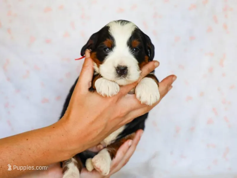 Mitchel – Miniature Bernedoodle puppy for sale in Dunnville, KY