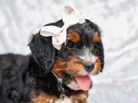Alta, a female Miniature Bernedoodle for sale in Dunnville, KY – 6 of 8