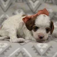 Texas, a male Cavapoo for sale in Dunnville, KY – Photo 3 of 4