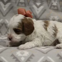 Texas, a male Cavapoo for sale in Dunnville, KY – Photo 2 of 4
