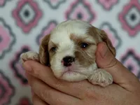 Joey, a female Cavapoo for sale in Dunnville, KY – 4 of 4