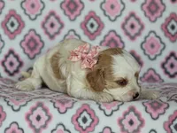 Joey, a female Cavapoo for sale in Dunnville, KY – 3 of 4