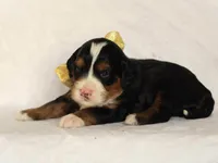 Ashland, a male Miniature Bernedoodle for sale in Dunnville, KY – 4 of 4