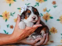 Salena, a female Miniature Bernedoodle for sale in Dunnville, KY – 2 of 4