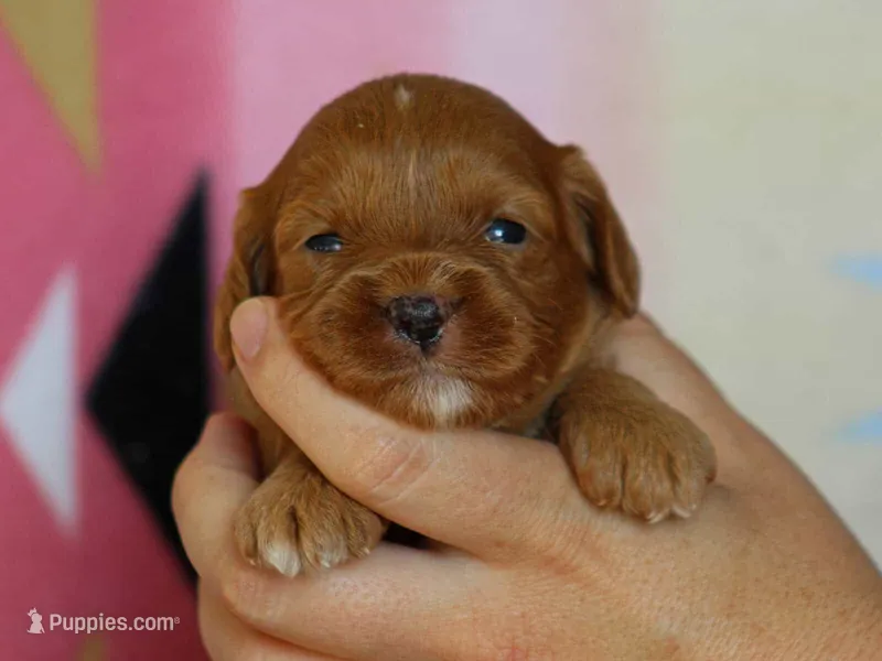 Jennica – Cavapoo puppy for sale in Dunnville, KY