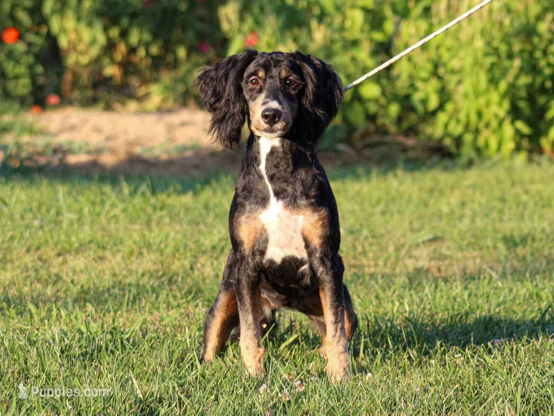 Alta – Miniature Bernedoodle puppy for sale in Dunnville, KY