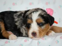 Zinni, a female Bernedoodle for sale in Dunnville, KY – 3 of 4