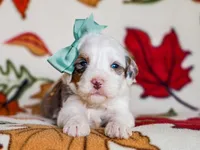 Alix, a male Miniature Bernedoodle for sale in Dunnville, KY – Photo 4 of 4