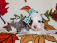 Alix, a male Miniature Bernedoodle for sale in Dunnville, KY – Photo 2 of 4