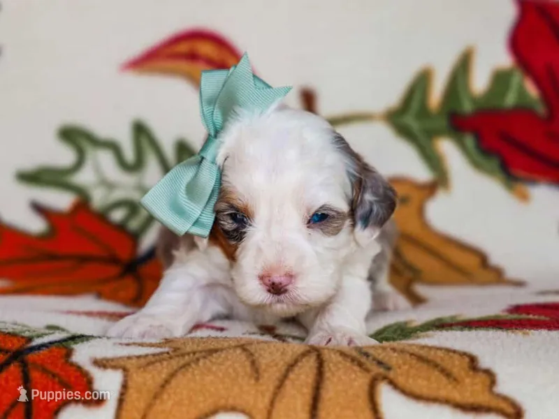 Alix – Miniature Bernedoodle puppy for sale in Dunnville, KY