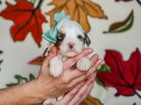 Alix, a male Miniature Bernedoodle for sale in Dunnville, KY – Photo 3 of 4