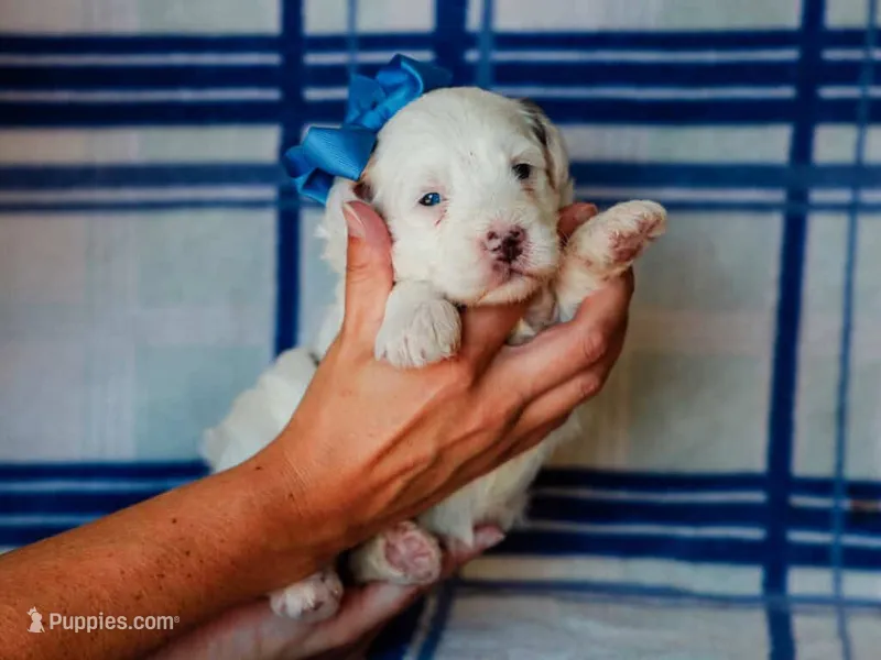 Silas – Miniature Bernedoodle puppy for sale in Dunnville, KY