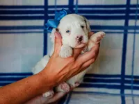Silas, a male Miniature Bernedoodle for sale in Dunnville, KY – 1 of 4