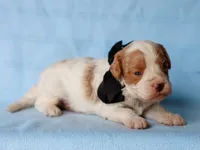 Tio, a male Cavapoo for sale in Dunnville, KY – 3 of 4