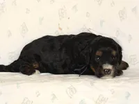 Andre, a male Miniature Bernedoodle for sale in Dunnville, KY – 3 of 4