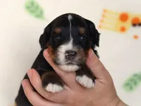 Alson, a male Miniature Bernedoodle for sale in Dunnville, KY – 2 of 4