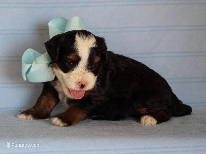 Abner – Miniature Bernedoodle puppy for sale in Dunnville, KY