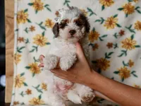 Sombrina, a female Miniature Bernedoodle for sale in Dunnville, KY – 4 of 4