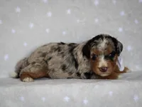 Zaylor, a male Bernedoodle for sale in Dunnville, KY – 3 of 4