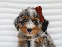 Dorie, a female Miniature Bernedoodle for sale in Dunnville, KY – 6 of 7