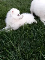 Stacy, a female American Eskimo for sale in Millersburg, IN – 3 of 3