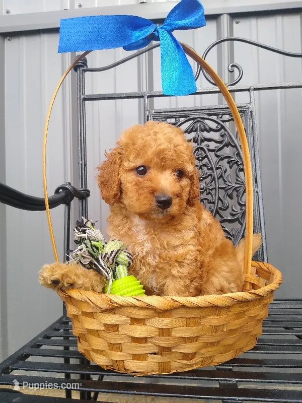 Celcius – Miniature Goldendoodle puppy for sale in Millersburg, IN