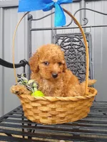 Celcius, a male Miniature Goldendoodle for sale in Millersburg, IN – 5 of 7