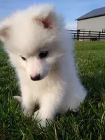 DARREL, a male American Eskimo for sale in Millersburg, IN – Photo 3 of 4