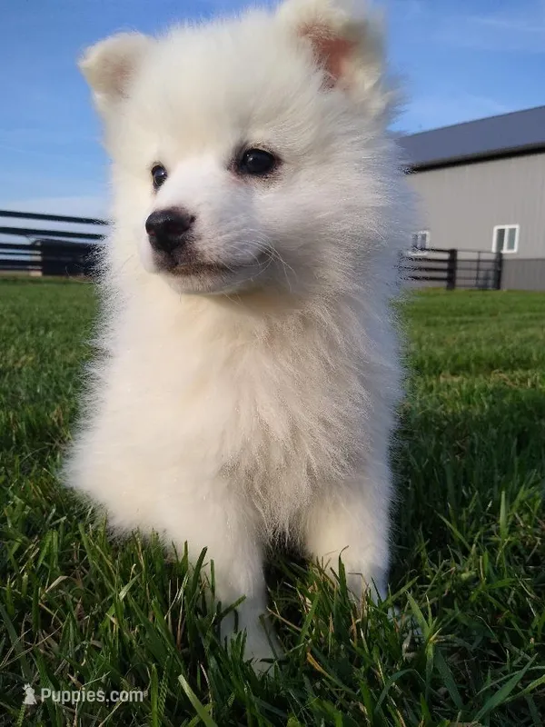 DARREL – American Eskimo puppy for sale in Millersburg, IN