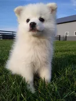 DARREL, a male American Eskimo for sale in Millersburg, IN – Photo 2 of 4