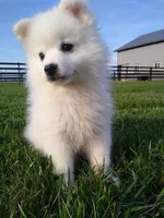 DARREL, a male American Eskimo for sale in Millersburg, IN – Photo 4 of 4