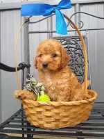 Celcius, a male Miniature Goldendoodle for sale in Millersburg, IN – 3 of 7