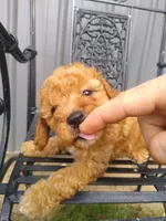 Celcius, a male Miniature Goldendoodle for sale in Millersburg, IN – 7 of 7