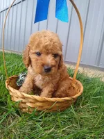Celcius, a male Miniature Goldendoodle for sale in Millersburg, IN – 2 of 7