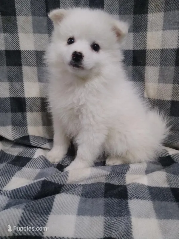Delmar – American Eskimo puppy for sale in Millersburg, IN