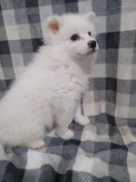 Delmar, a male American Eskimo for sale in Millersburg, IN – Photo 2 of 2