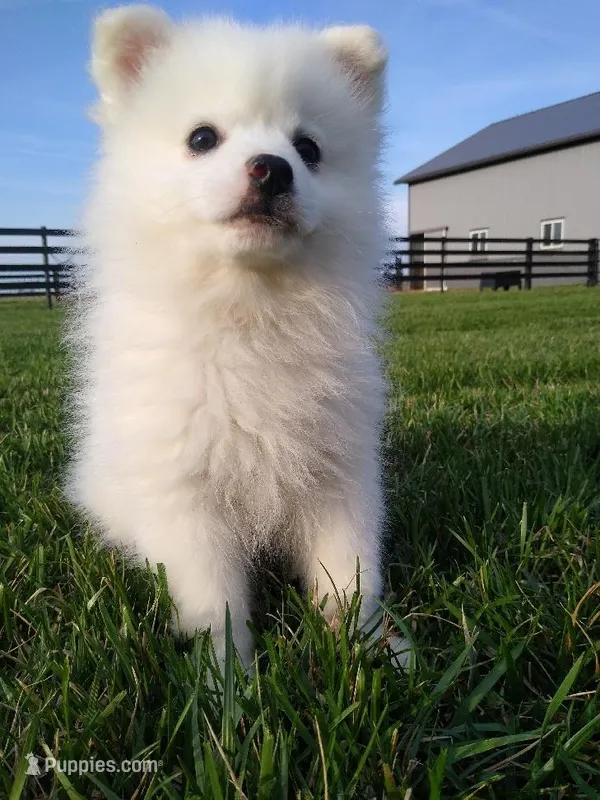 Delmar – American Eskimo puppy for sale in Millersburg, IN