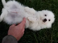 Stacy, a female American Eskimo for sale in Millersburg, IN – 2 of 3