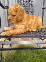 Celcius, a male Miniature Goldendoodle for sale in Millersburg, IN – 6 of 7