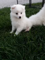 Steve, a female American Eskimo for sale in Millersburg, IN – 1 of 4