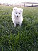 Steve, a female American Eskimo for sale in Millersburg, IN – 2 of 4