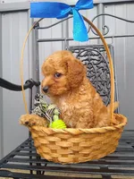 Celcius, a male Miniature Goldendoodle for sale in Millersburg, IN – 4 of 7