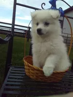 Steve, a female American Eskimo for sale in Millersburg, IN – 4 of 4