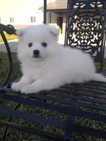 Darin, a male American Eskimo for sale in Millersburg, IN – Photo 2 of 2
